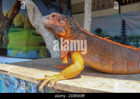 Vue latérale portrait iguana rouge sur le bois. Concentrez-vous sur la tête et l'avant du corps avec les jambes. Gros plan, face de l'iguane rouge. Iguana Red est un genre de herbi Banque D'Images