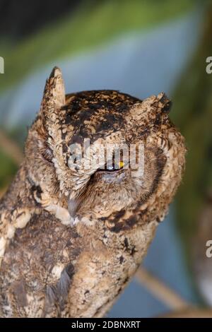 Un jeune petit hibou à longues oreilles assis sur une branche regardant la caméra. Adorable ASIO Otus. Un gros plan d'un jeune hibou debout sur une branche d'arbre sous le Banque D'Images