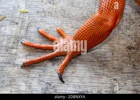 Gros plan sur la jambe avant avec des griffes acérées de reptile tropical Red Iguana. Concentrez-vous sur la jambe avec une peau squameuse. Peau rouge, orange, jaune et bleu. Rouge i Banque D'Images