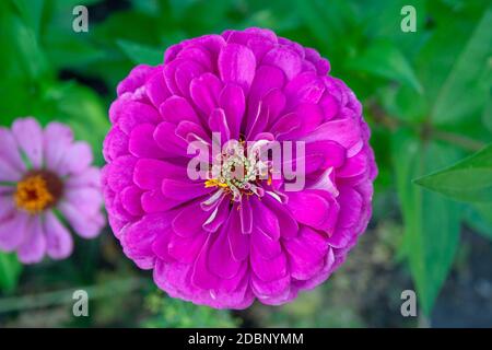 Belle fleur violette zinnia close up haut visualiser Banque D'Images