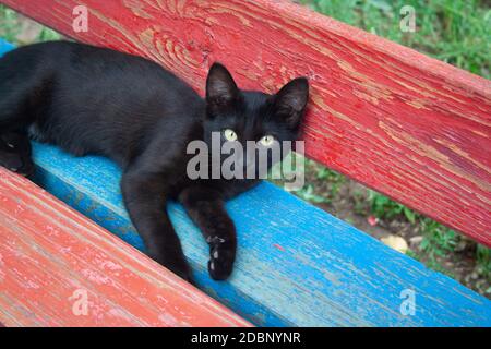 Le jeune chaton noir repose sur un banc multicolore Banque D'Images