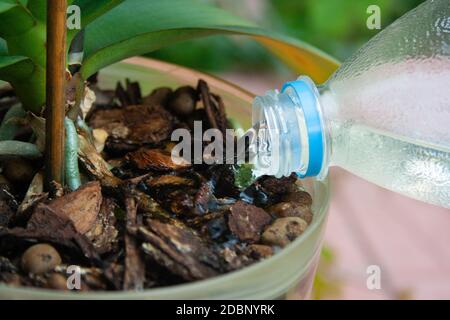 Arroser la plante d'orchidée à la bouteille près Banque D'Images