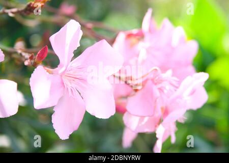 Magnifiques fleurs roses des lauriers-roses arbre. Journée ensoleillée sur Oleander Banque D'Images