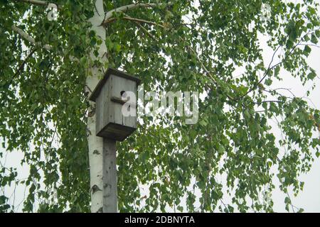 Un ancien mangeoire à oiseaux faite à la main sur un arbre de bouleau Banque D'Images