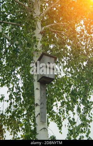 Un ancien mangeoire à oiseaux faite à la main sur un arbre de bouleau Banque D'Images