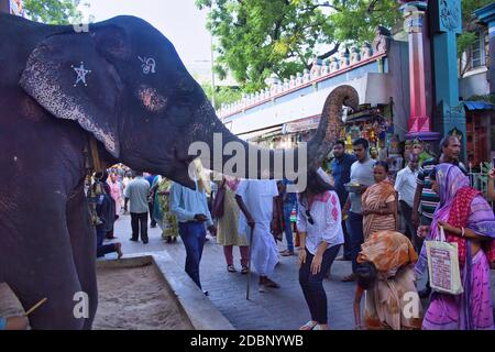 Pondichéry, Inde du Sud - 30 octobre 2018 : un dévot de bénédiction d'éléphant d'un temple hindou Arulmigu Manakula Vinayagar dans le territoire de l'Union de Banque D'Images