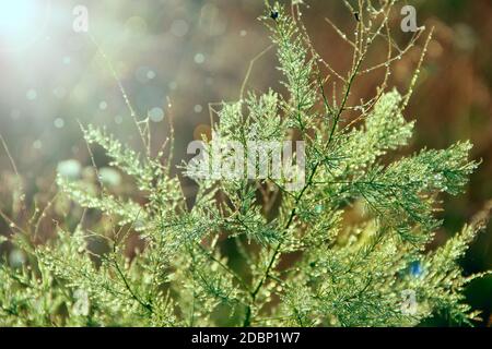 Branches d'Asparagus officinalis dans la rosée du matin. Les feuilles vertes de l'Asparagus officinalis avec gouttes de rosée dans l'aube Banque D'Images