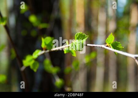 Nouvelles feuilles de bouleau vert frais au matin ensoleillé du printemps dans la forêt de près. Plantes et arbres de printemps. Bétula. Betulaceae. Pendula Betula Banque D'Images