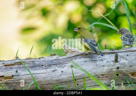 Un verdfinch assis sur un tronc d'arbre, vu de derrière. Un flou artistique derrière lui. Sur un arrière-plan flou. Banque D'Images