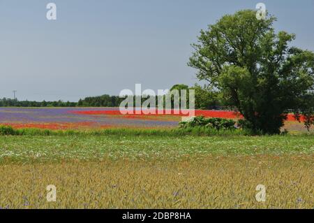 Paysage près de Wustrow avec un champ de pavot, Mer Baltique, Peninsula Fischland-Darss-Zingst, Mecklembourg-Poméranie-Occidentale, Allemagne Banque D'Images