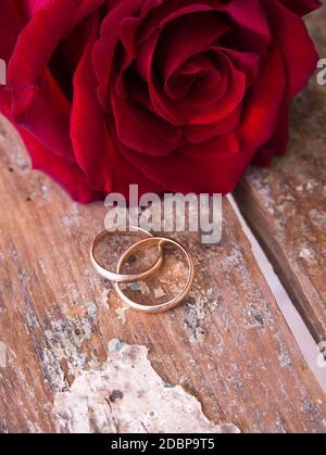 Gros plan des roses rouges sur la table en bois avec anneaux de mariage Banque D'Images