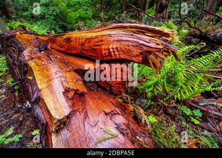 Le beau bois rouge de la Western Red Cedar Tree Banque D'Images