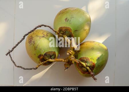 Vue latérale trois noix de coco. Quelques fruits exotiques tropicaux. Jeunes noix de coco vertes fraîches sur fond blanc, plat créatif plat poser concept alimentaire sain, Banque D'Images