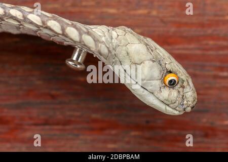 Une tête de lit de roi Cobra. Peau bronzée d'Ophiophage hannah. Ceinture du serpent le plus venimeux de l'île de Bali en Indonésie. Produit en cuir Banque D'Images