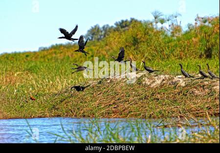 Cormorant à queue longue sur les rives de la rivière Okavango au Botswana Banque D'Images