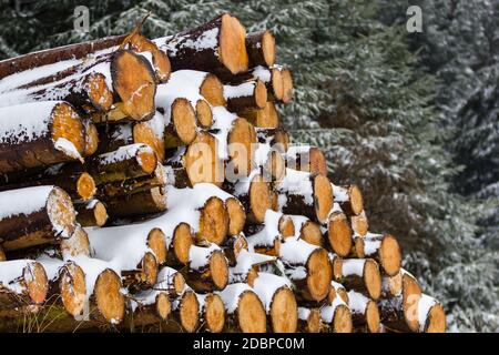 Pile de bois de neige fraîchement coupé dans une forêt en hiver Banque D'Images