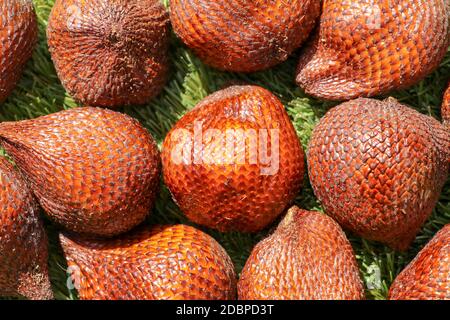 Prise de vue plein format de fruits à serpent. Salak pondoh est l'un des cultivars de salak qui pousse principalement dans la région de Bali. Gros plan sur Sweet Salaca zalacca. Tast Banque D'Images