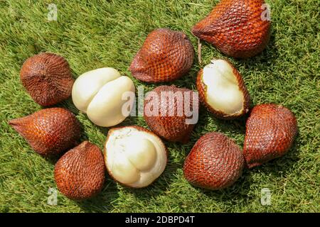 Salak pondoh est l'un des cultivars de salak qui poussent surtout dans la région de Sleman. Zalacca ou Snake doux, isolé sur fond vert. Banque D'Images