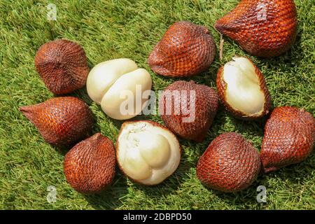 Salak pondoh est l'un des cultivars de salak qui poussent surtout dans la région de Sleman. Zalacca ou Snake doux, isolé sur fond vert. Banque D'Images