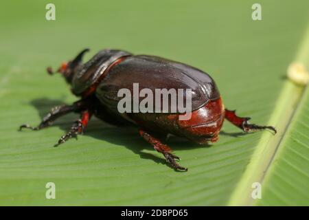 Vue arrière de l'européen Rhinoceros Beetle. Oryctes Nasicornis sur une feuille et une fleur vertes. Photo macro de beau coléoptère dans la nature. Gros plan d'un homme Banque D'Images