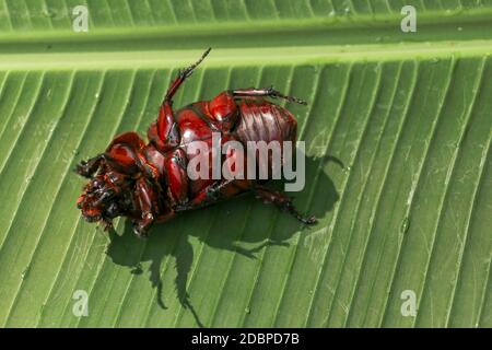 Vue sur l'européen Rhinoceros Beetle. Oryctes Nasicornis sur une feuille et une fleur vertes. Photo macro de beau coléoptère dans la nature. Gros plan de Rhin mâle Banque D'Images