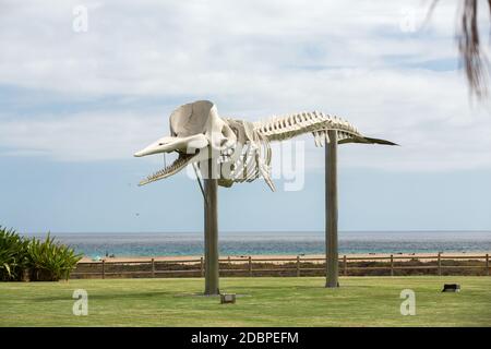 Squelette d'un cachalot à Morro Jable sur l'île de Fuerteventura . Îles Canaries, Espagne Banque D'Images