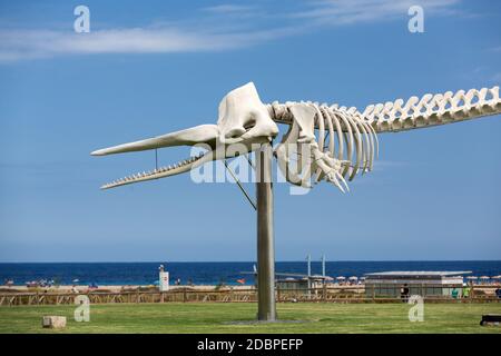 Squelette d'un cachalot à Morro Jable sur l'île de Fuerteventura . Îles Canaries, Espagne Banque D'Images