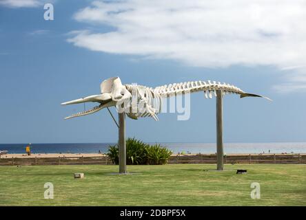 Squelette d'un cachalot à Morro Jable sur l'île de Fuerteventura . Îles Canaries, Espagne Banque D'Images