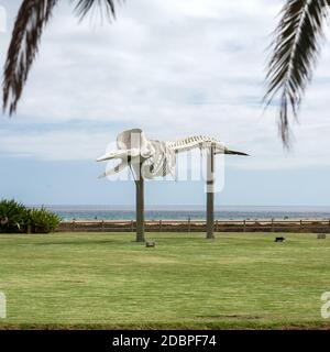 Squelette d'un cachalot à Morro Jable sur l'île de Fuerteventura . Îles Canaries, Espagne Banque D'Images