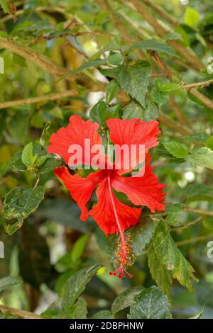 Gros plan Red Shoe Flower orienté latéralement dans le jardin. Hibiscus rosa-sinensis avec les feuilles. Belle fleur d'hibiscus chinois, rose de Chine, hawaïen Banque D'Images