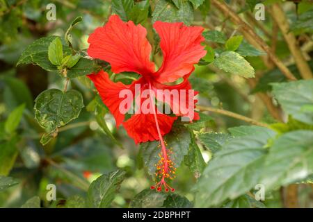 Gros plan Red Shoe Flower orienté latéralement dans le jardin. Hibiscus rosa-sinensis avec les feuilles. Belle fleur d'hibiscus chinois, rose de Chine, hawaïen Banque D'Images