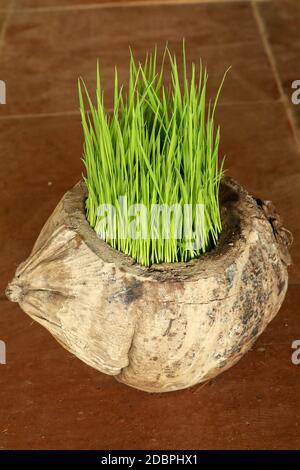 Planter des Sprout le jour de la Terre. Bouquet de jeunes plants de riz dans un pot naturel fait de vieille noix de coco sèche. Un nouveau début de vie sous forme de semis de riz. F Banque D'Images