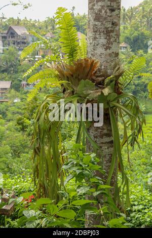 Platycerium bifurcatum (Polypodiaceae) parasitilise sur un tronc de cocotier. Poupe de staghorn attachée à un arbre dans l'île tropicale de Bali. Un pla pour la corne de l'orignal Banque D'Images