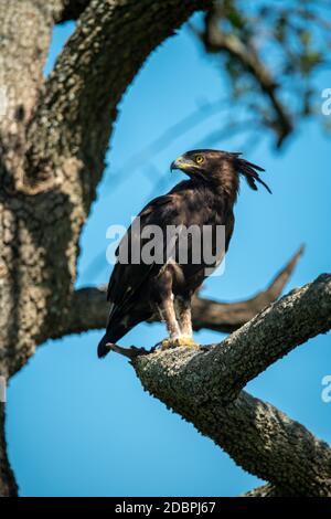 Aigle à longue crête perché sur la tête de rotation de branche Banque D'Images