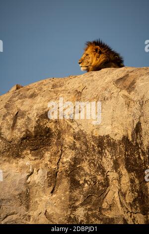 Le lion mâle est sur la roche sous le soleil Banque D'Images