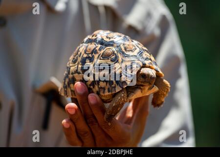 L'homme tient la tortue léopard au soleil Banque D'Images