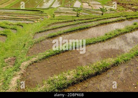 Champ avec jeunes plants de riz trempés d'eau. Champs de riz vert sur l'île de Bali, près d'Ubud, en Asie. Terrasses de riz de Jatiluwih, Bali, Indonésie - Banque D'Images