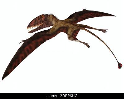 Dimorphodon était un ptérosaure volant carnivore qui vivait dans la période jurassique de l'Angleterre. Banque D'Images