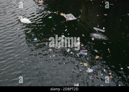 Le cygne regarde dans l'eau trouble tandis qu'il nage loin d'une zone flottante dense de litière et de déchets. De plus, un pigeon mort flotte aussi au sommet. Banque D'Images