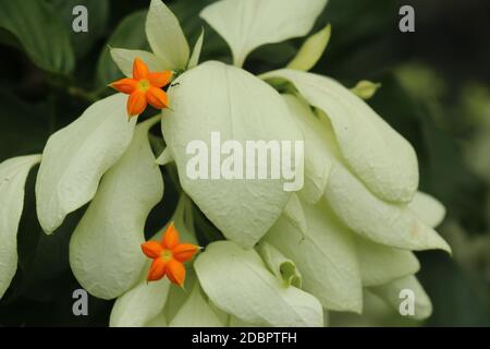 Macro de belle fleur jaune de Mussaenda. Espèce blanche fleurs de Mussaenda aux fleurs d'orange. Mussaenda Don Luz Mag Say Say, Don Tringing, Mussaenda Banque D'Images