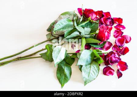 bouquet de fleurs de rose rouge sauvage et pétales tombés sur table brun pâle Banque D'Images