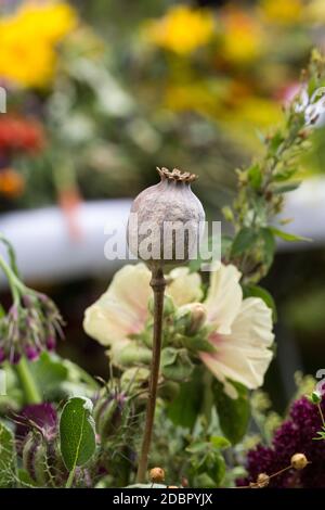 bouquets faits main de fleurs et d'herbes Banque D'Images