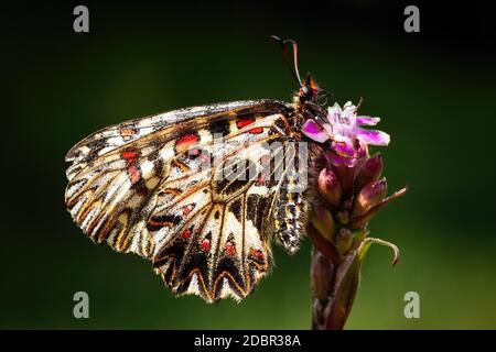 fétoon du sud, zerynthia polyxena, assise sur une fleur en fleurs illuminée par la lumière du soleil sur un arrière-plan sombre et flou en été. Papillon avec c Banque D'Images