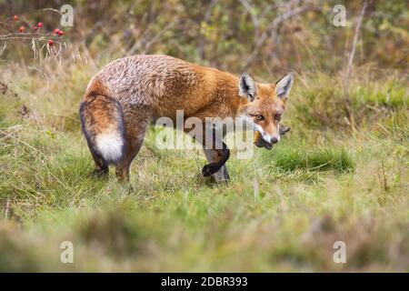 Renard roux, vulpes vulpes, tournant autour d'un pré avec l'herbe verte et tenant l'oiseau mort. Mammifère sauvage avec la chasse à la fourrure d'orange dans le désert. Animal p Banque D'Images