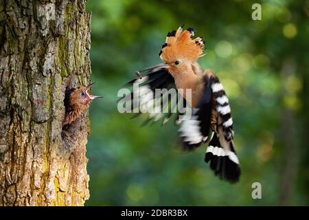 La reproduction du hoope eurasien dans le nid à l'intérieur de l'arbre et l'alimentation du jeune poussin. Oiseau parent passant de la nourriture à la petite progéniture midair. Animal sauvage avec ailes et c Banque D'Images