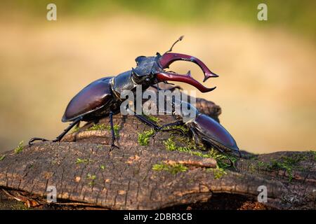 Le coléoptère mâle et femelle, lucanus cervus, debout ensemble sur le tronc des arbres en été. Gros insectes noirs avec des bois à proximité les uns des autres sous le soleil Banque D'Images