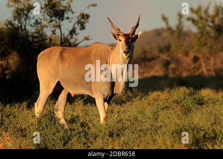 Antilope mâle éland (Tragelaphus oryx) dans l'habitat naturel, Mokala National Park, Afrique du Sud Banque D'Images