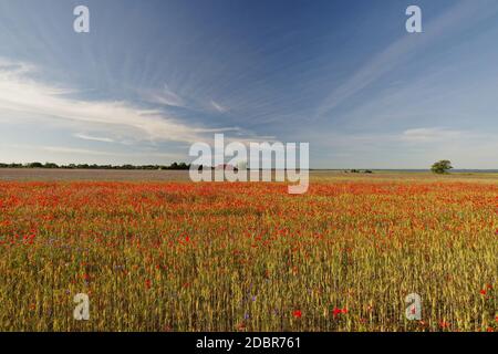 Paysage près de Wustrow avec un champ de pavot, direction d'observation 'Saaler Bodden', Mer Baltique, Peninsula Fischland-Darss-Zingst, Mecklembourg-Poméranie-Occidentale, Allemagne Banque D'Images