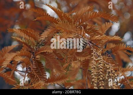 redwood de l'Aube nationale (Metasequoia glyptostroboides 'National'). Banque D'Images