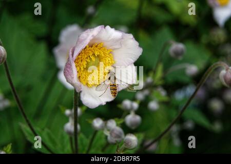 Syrphidae, Anemone hupehensis, gros plan d'un planque sur un anémone sur un fond flou Banque D'Images